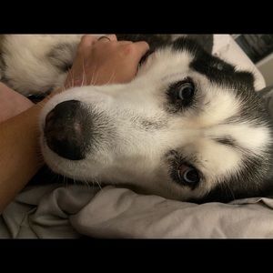 Meet your Posher, Allie